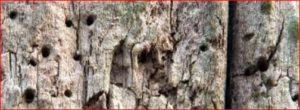 Signs of Termites Infestation